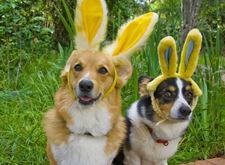 Dogs-In-Easter-Hats