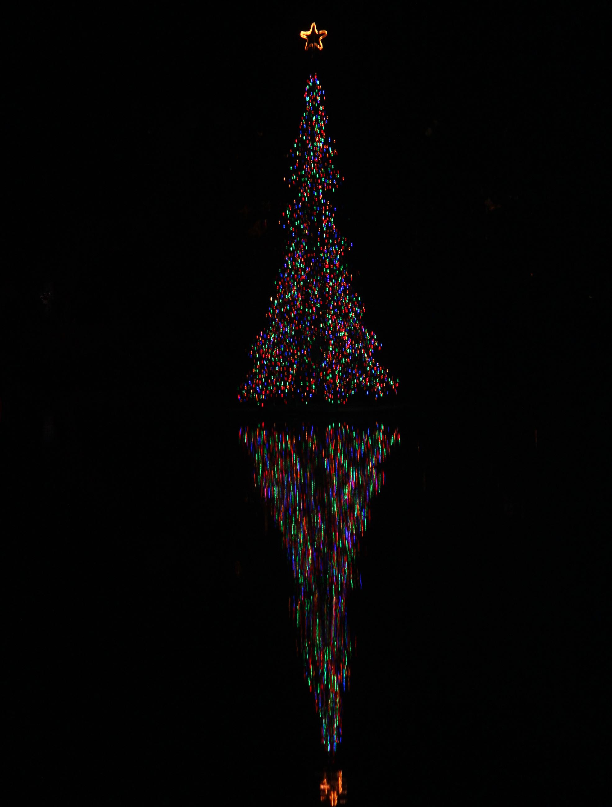 Lake Tree
